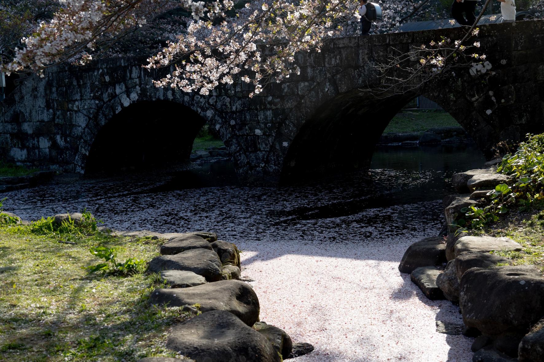 私もとってもお気に入り♪桜吹雪が見事な「稗の尾河川公園」-1