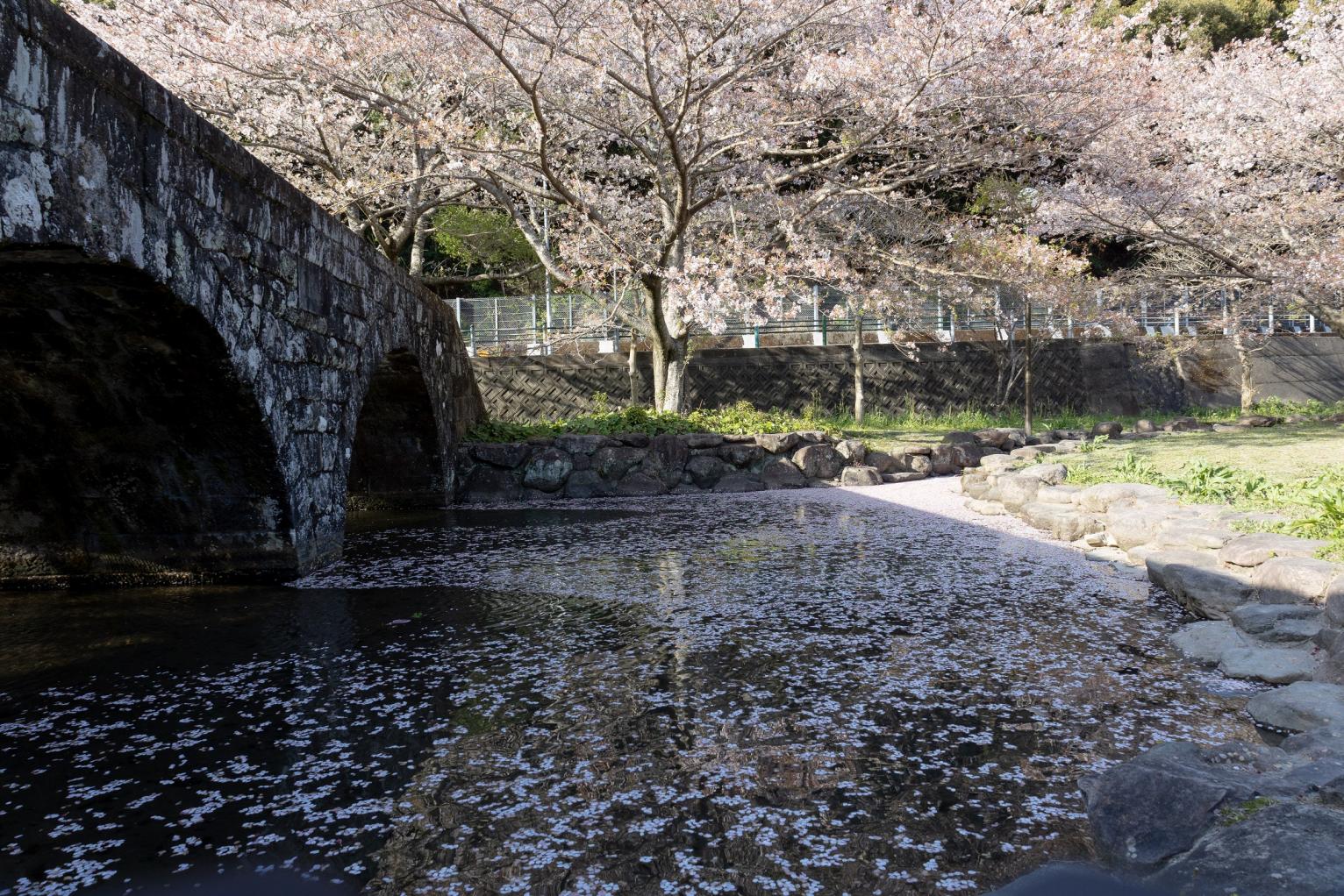 私もとってもお気に入り♪桜吹雪が見事な「稗の尾河川公園」-3