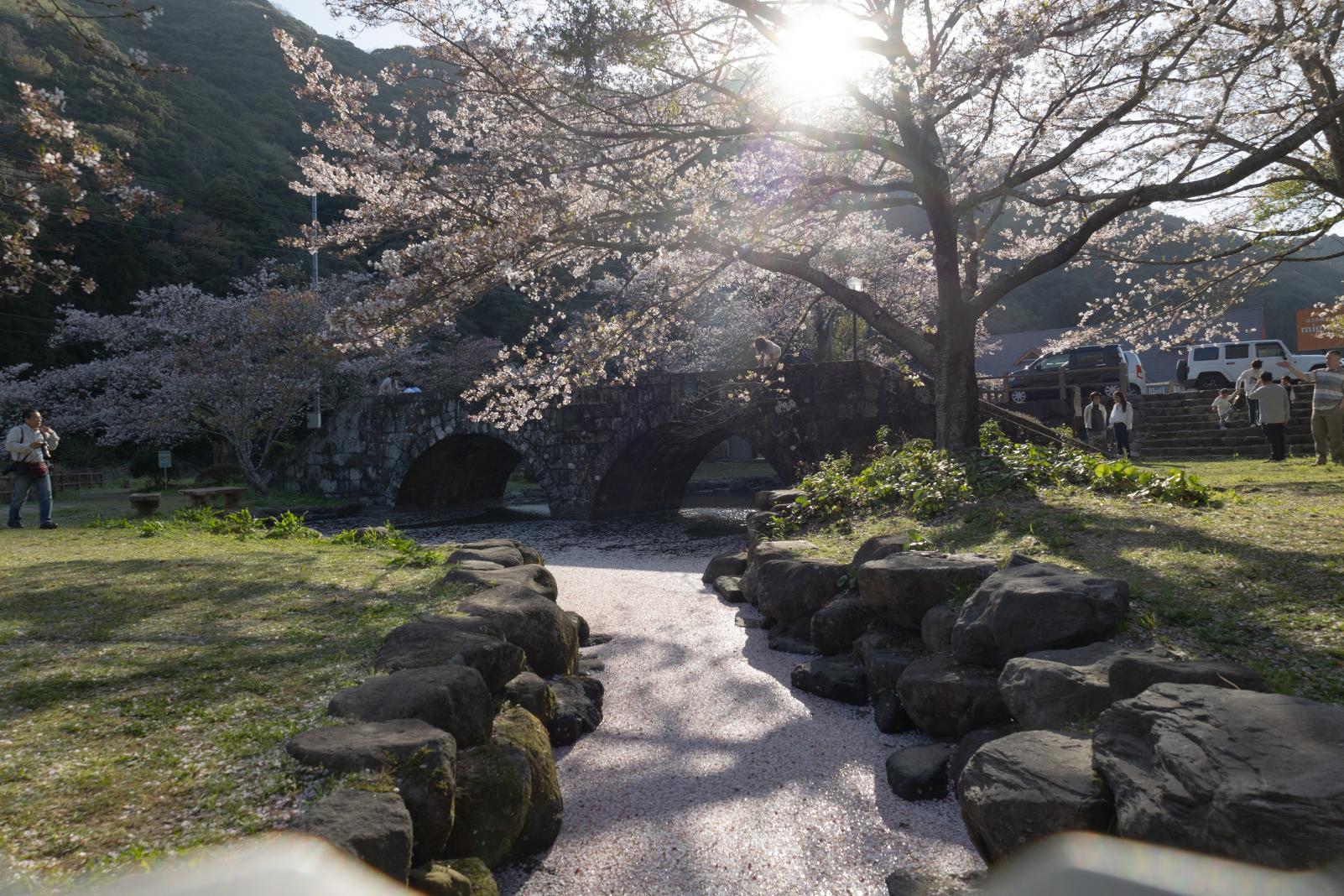 私もとってもお気に入り♪桜吹雪が見事な「稗の尾河川公園」-2