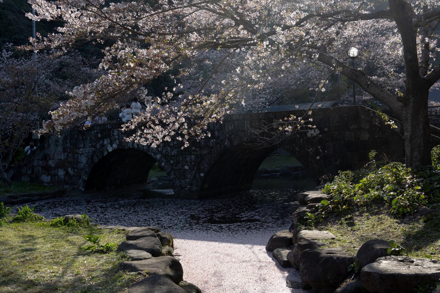 私もとってもお気に入り♪桜吹雪が見事な「稗の尾河川公園」-0