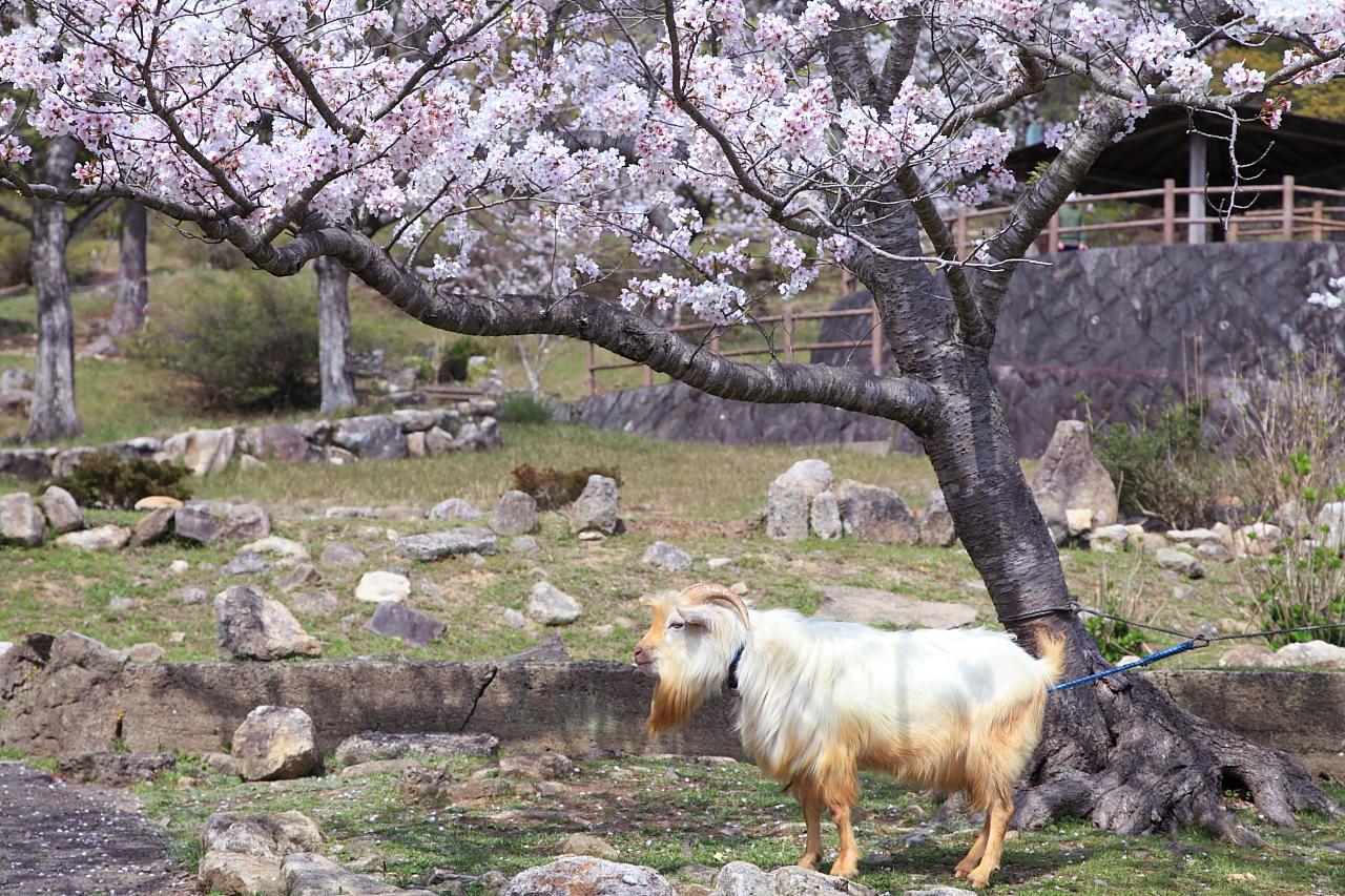 園内各所には小動物も！-0