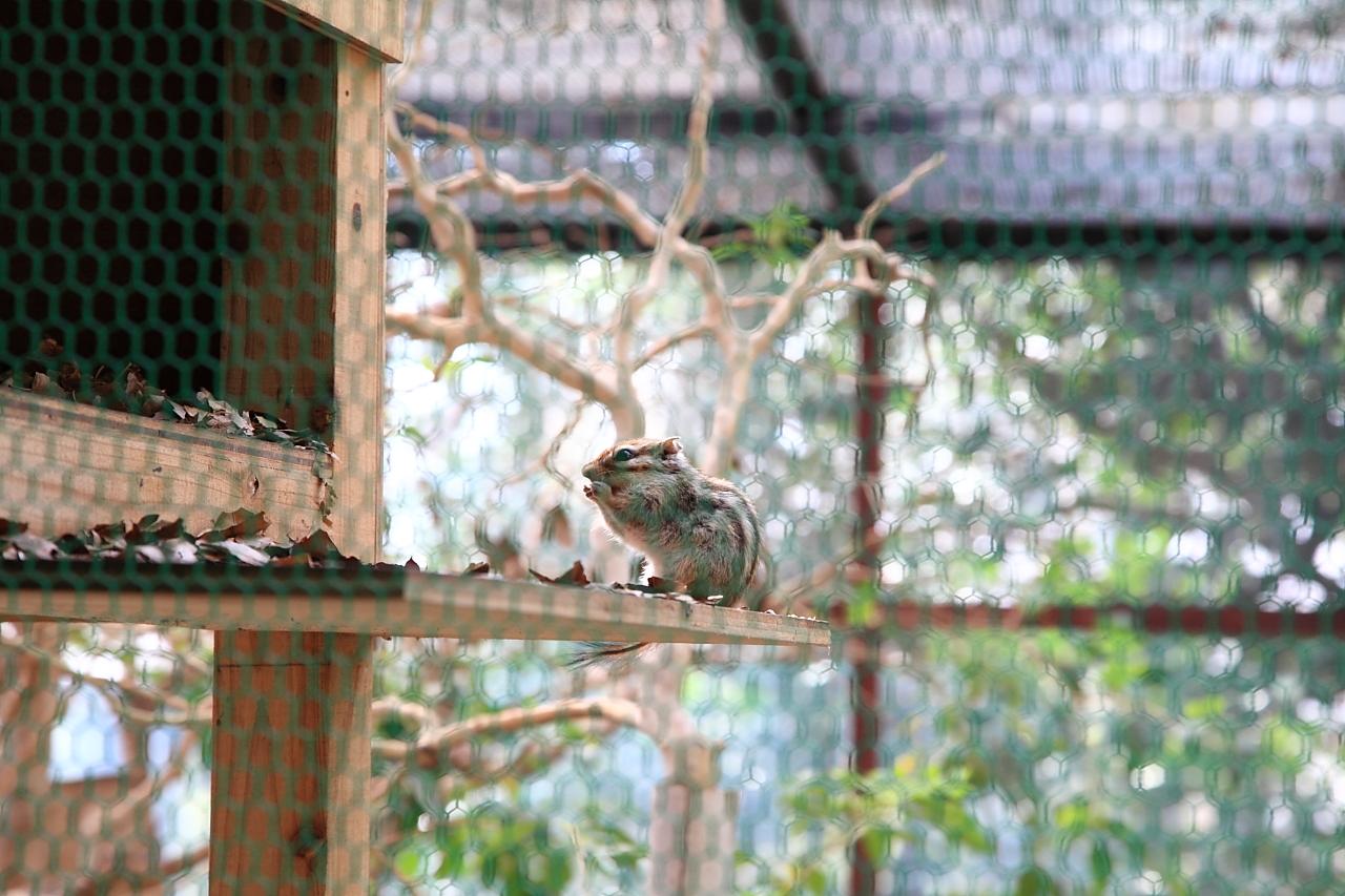 園内各所には小動物も！-3