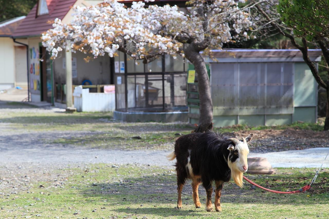 園内各所には小動物も！-1