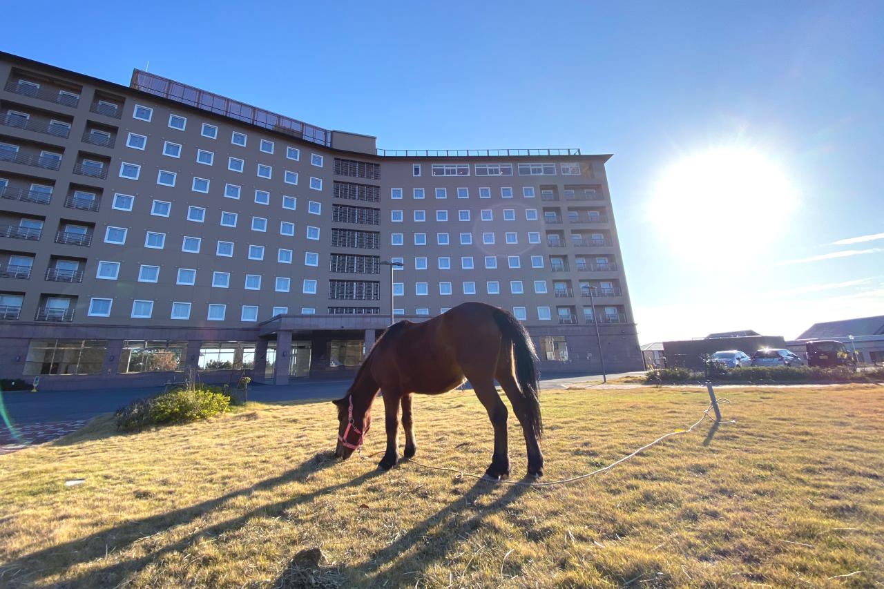 「対州馬（たいしゅうば）」が観られるホテル、「東横INN比田勝」に宿泊してみた-0