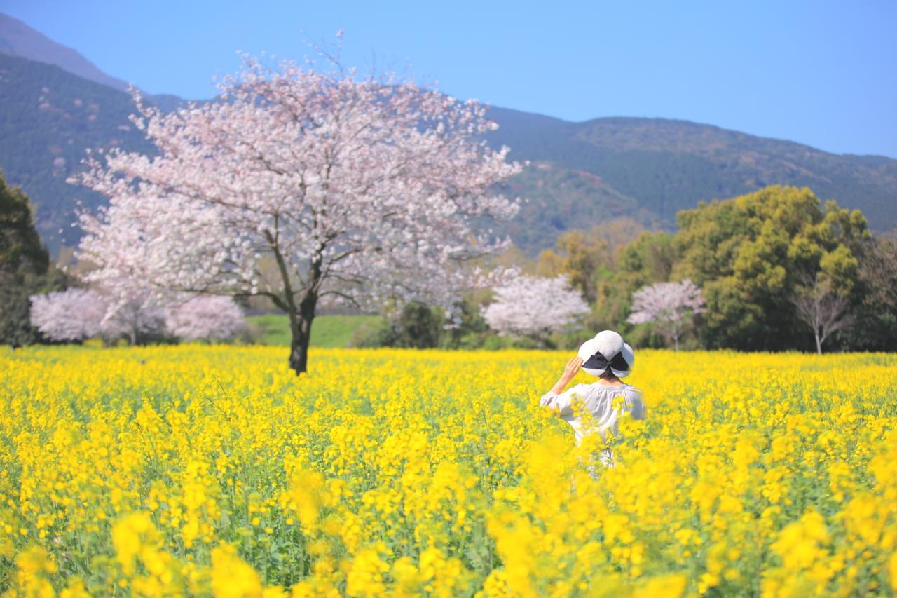 ３月下旬｜約200本の桜と、1000万本の菜の花の競演-0