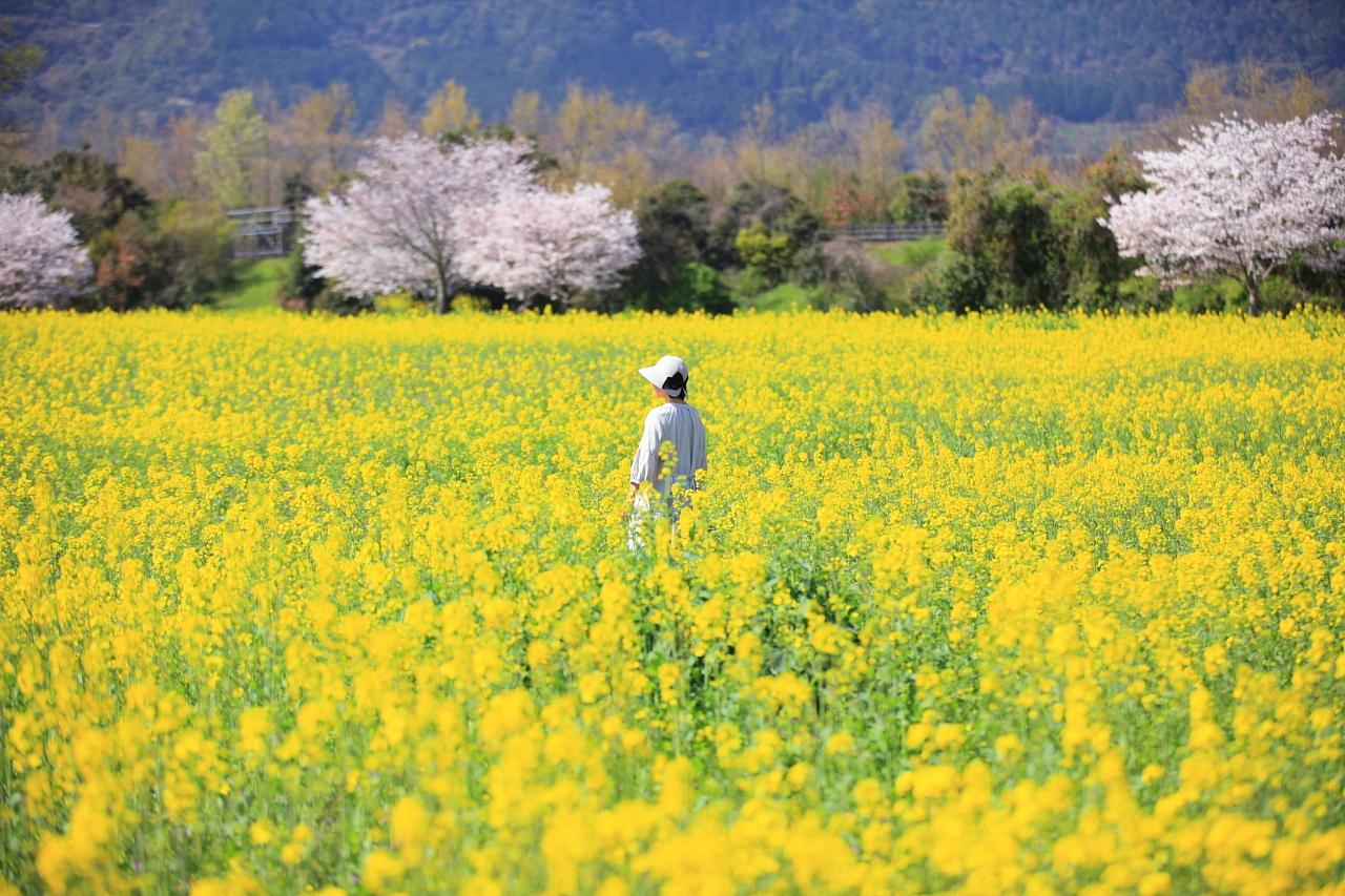 ３月下旬｜約200本の桜と、1000万本の菜の花の競演-1