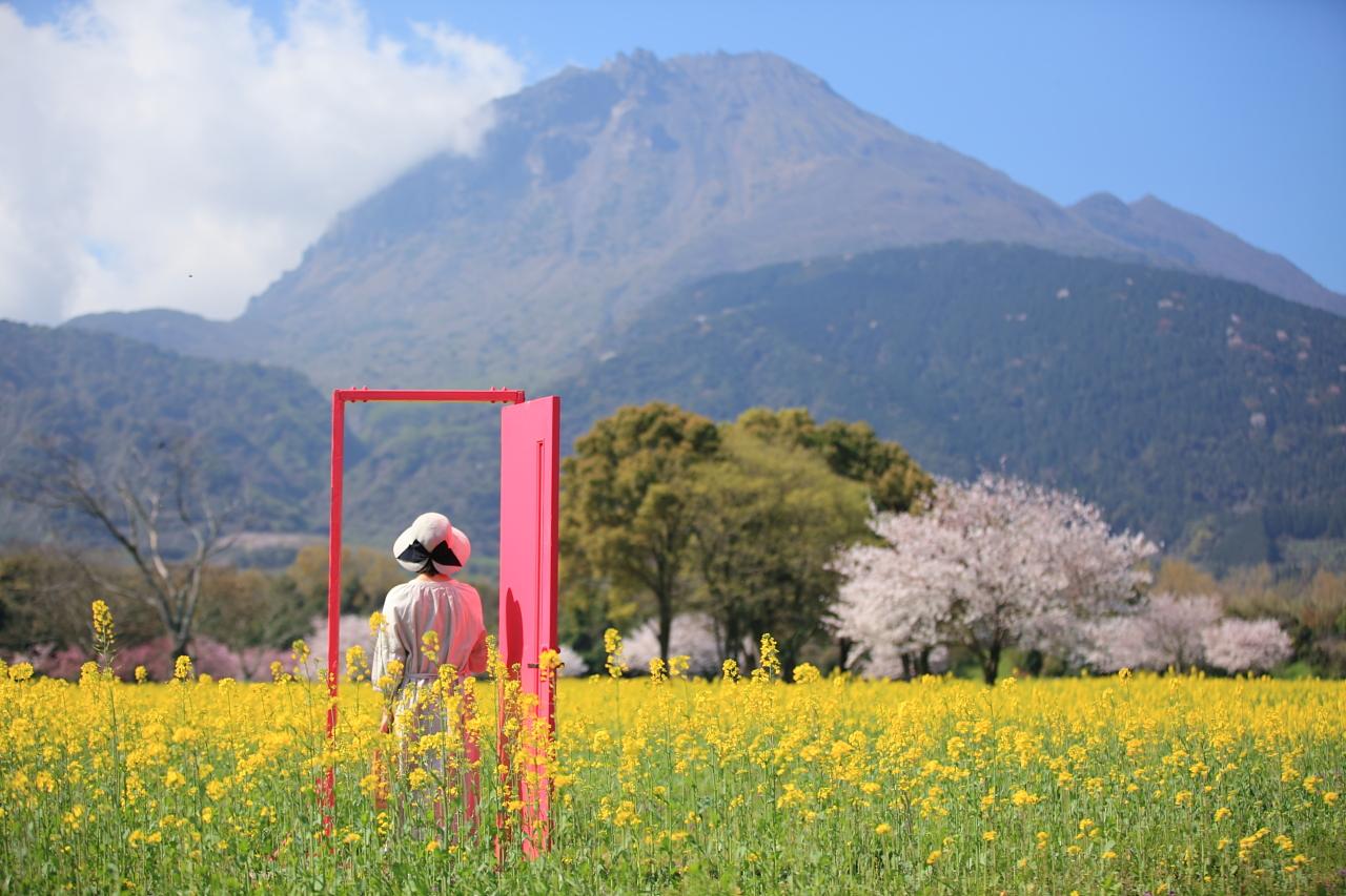 菜の花畑にもあります！　#どこでもドア-0