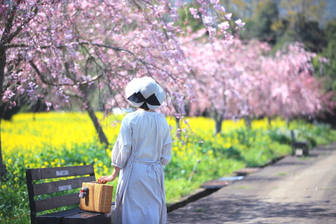 濃いピンクのしだれ桜も綺麗です-1