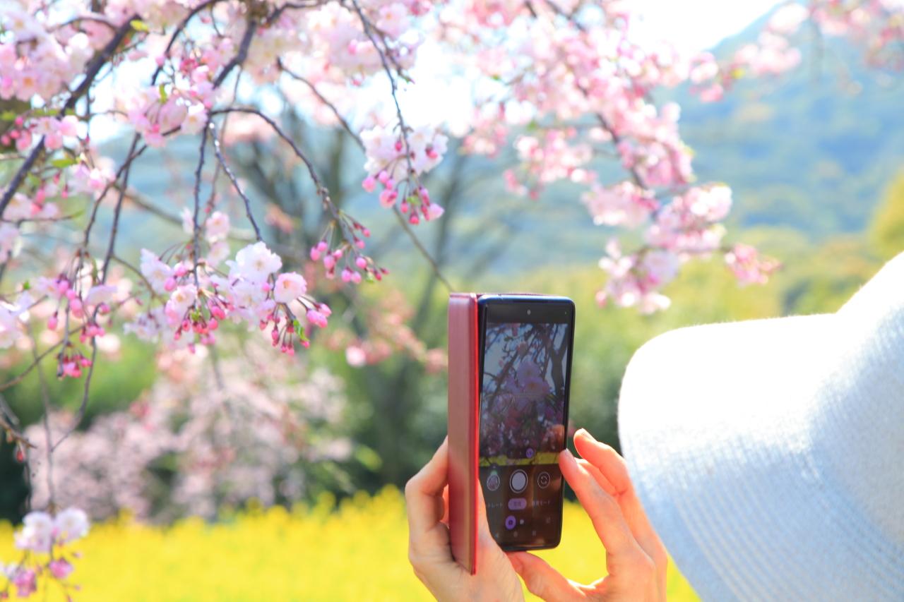 濃いピンクのしだれ桜も綺麗です-0