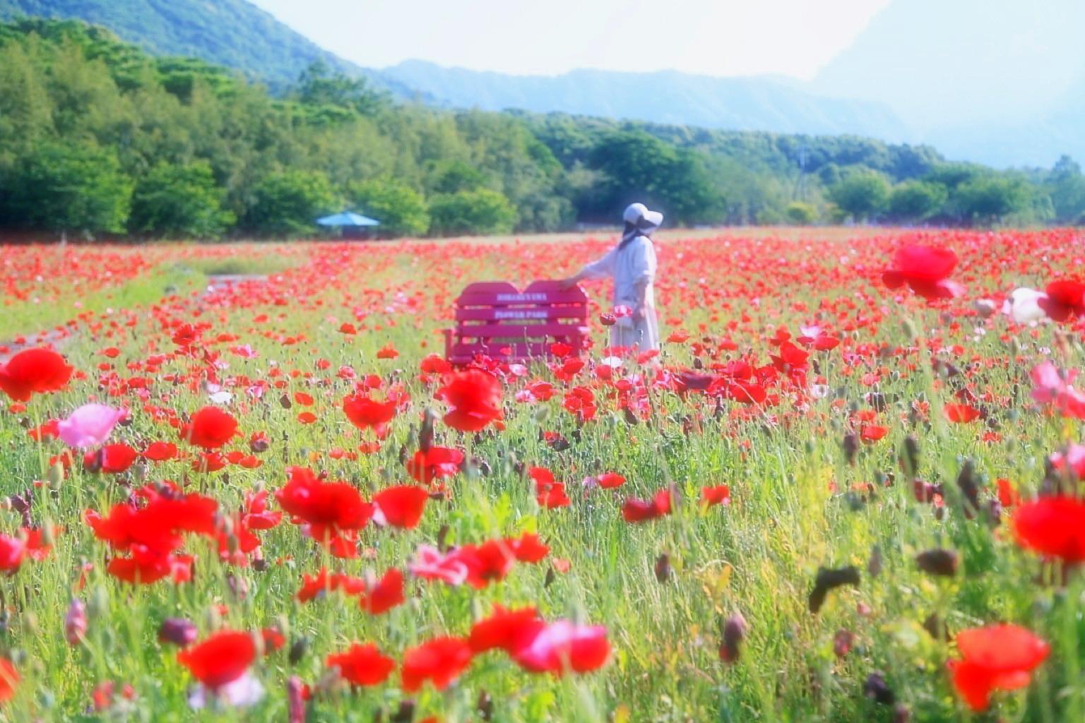 「春の花まつり」が、５月中旬まで開催されています-0