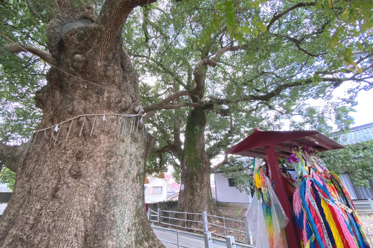 【クスノキ】山王神社のクスノキ-0