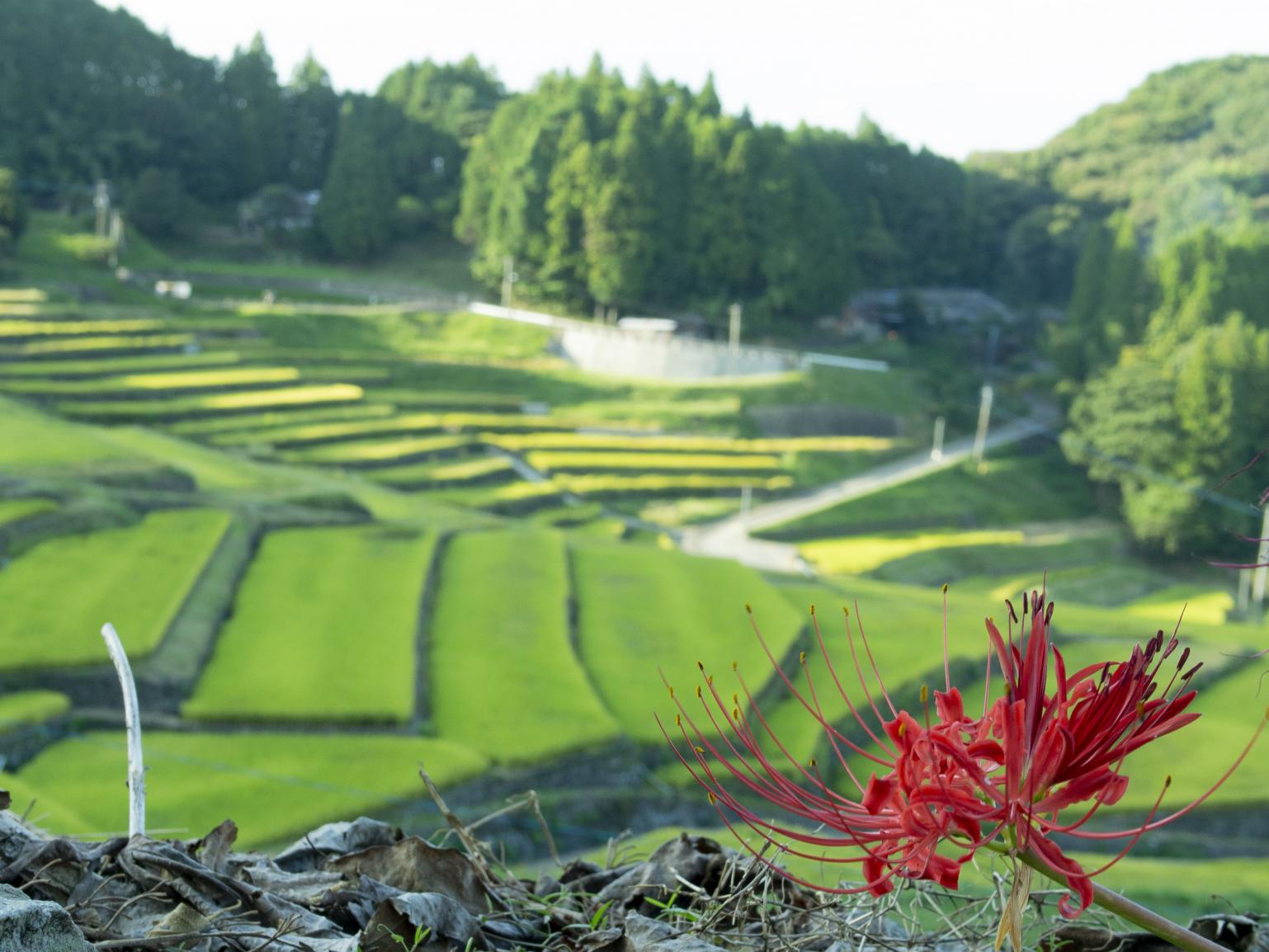 鬼木の棚田 山の上展望所-0