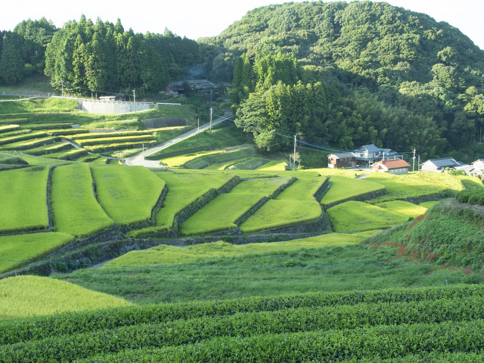 鬼木の棚田 山の上展望所-1