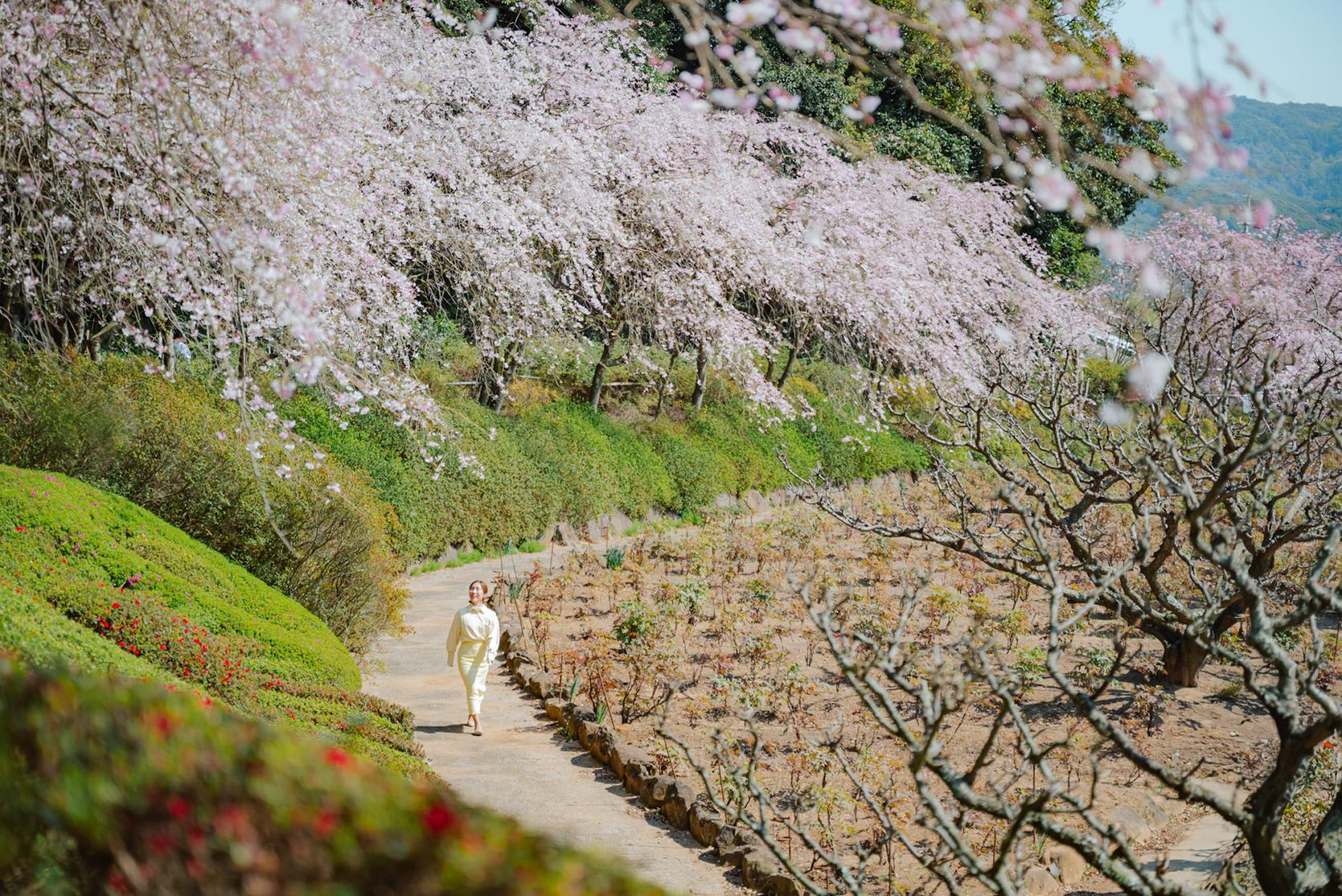 まるで京都！？日本の風情と桜が楽しめる隠れた名所【佐世保花園】-0