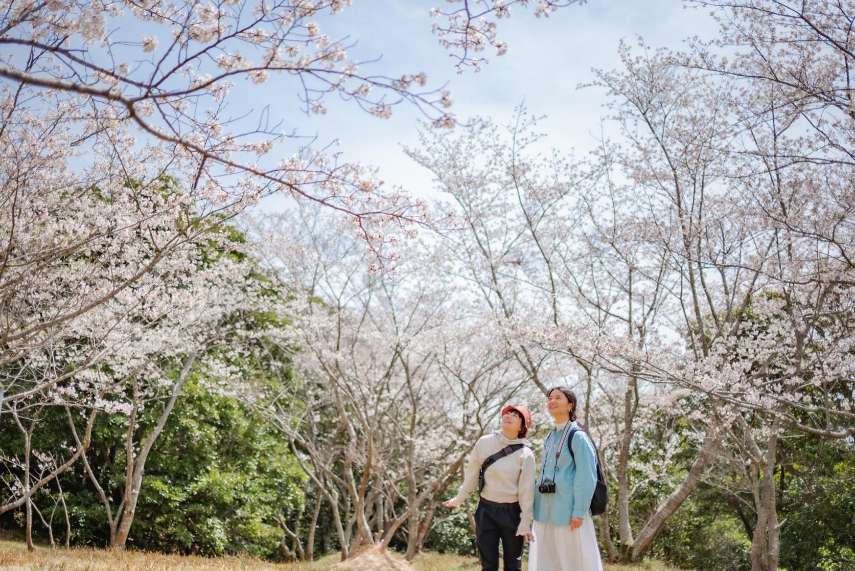 桜の下でピクニック！九十九島ビューも楽しめる【花の森公園】-1