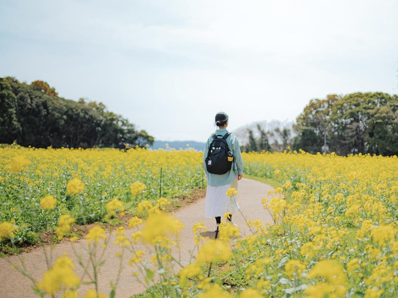 15万本の菜の花×世界が認めた絶景を満喫【展海峰】-0