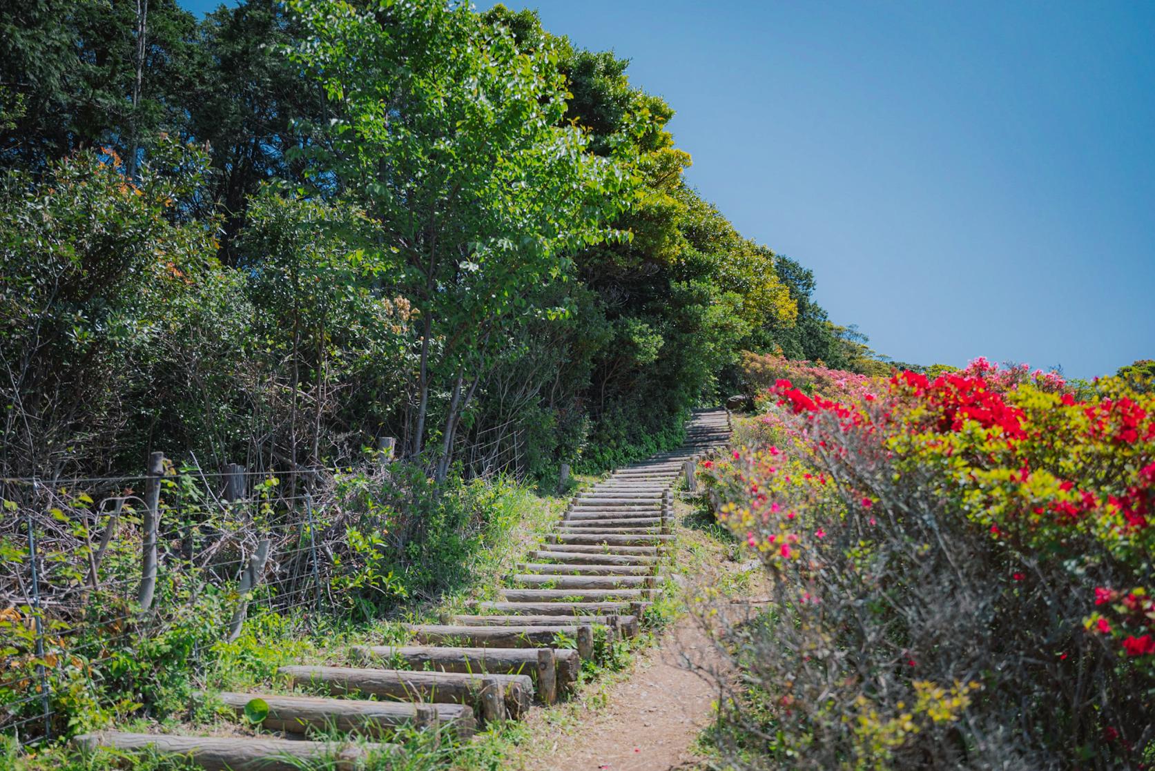 約10万本のツツジ×北九十九島の絶景！サンセットも堪能【長串山公園】-2