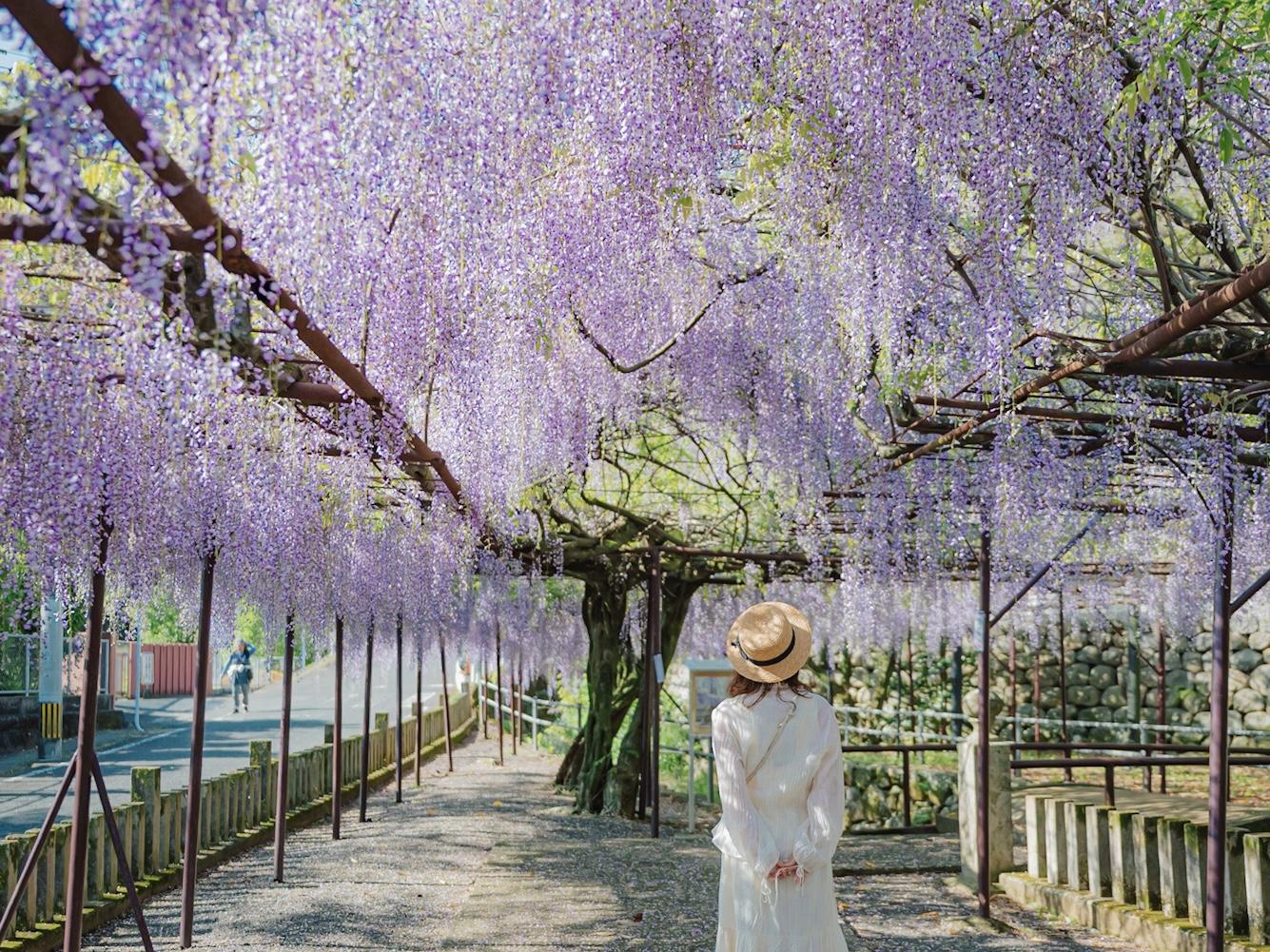 幻想的な藤のトンネルと限定御朱印が話題！佐世保の名所【藤山神社】-0