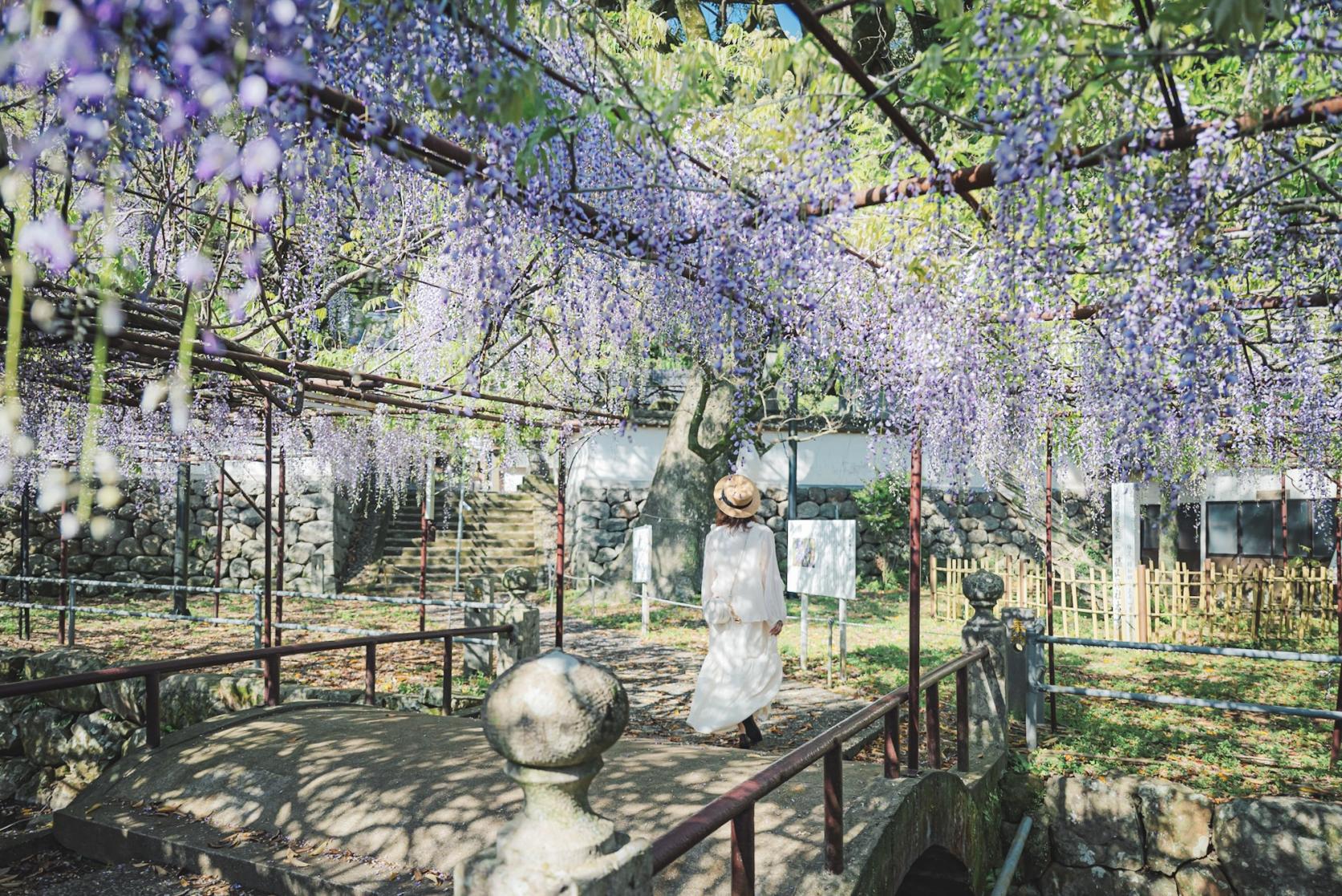 幻想的な藤のトンネルと限定御朱印が話題！佐世保の名所【藤山神社】-1