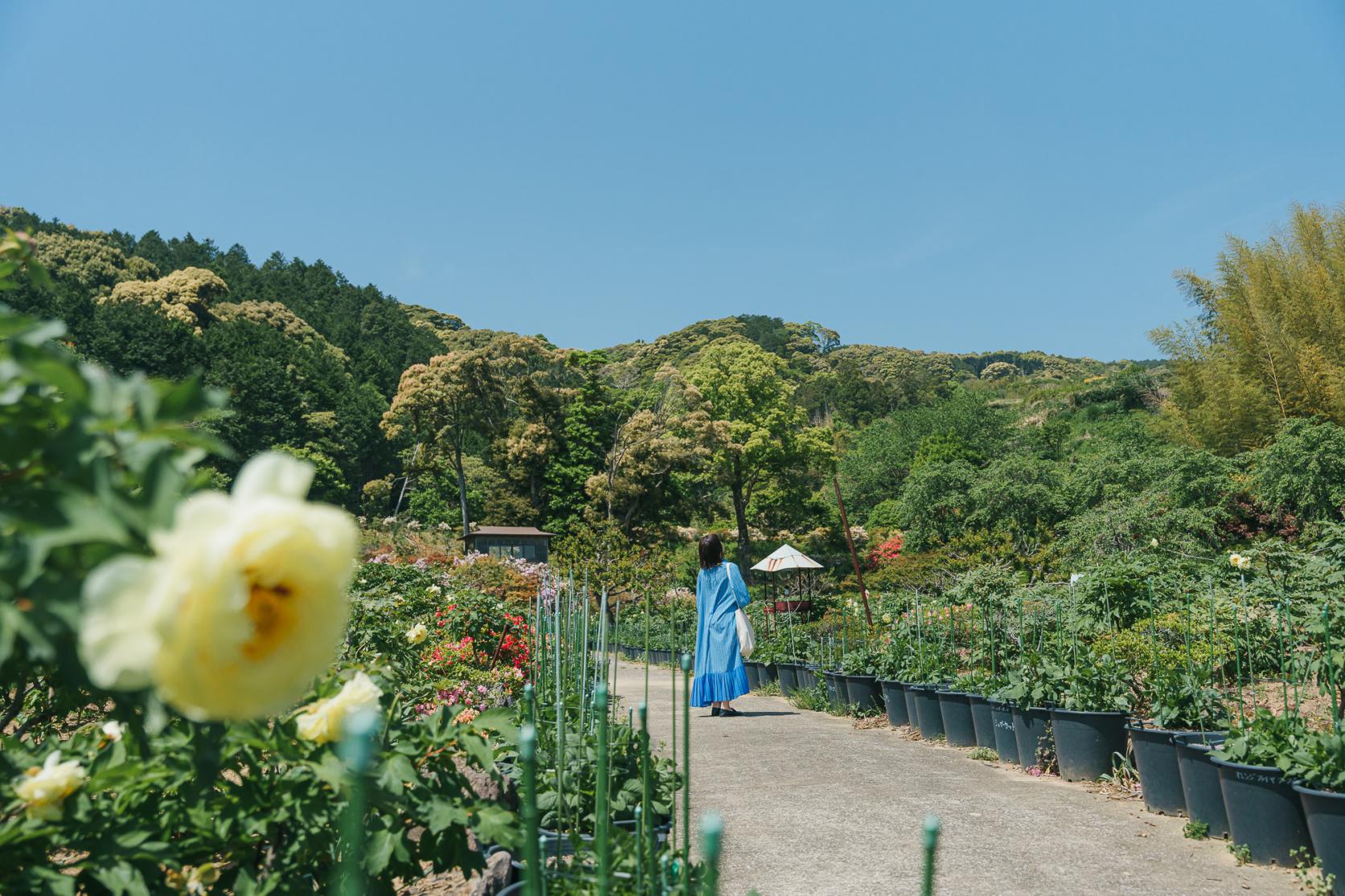 まるで京都のお庭！？牡丹が咲き誇る【佐世保花園】-0