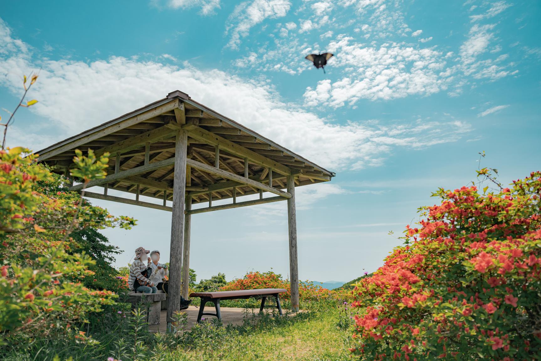 緑の山に映える！ヤマツツジと絶景を楽しむ【隠居岳公園】-1