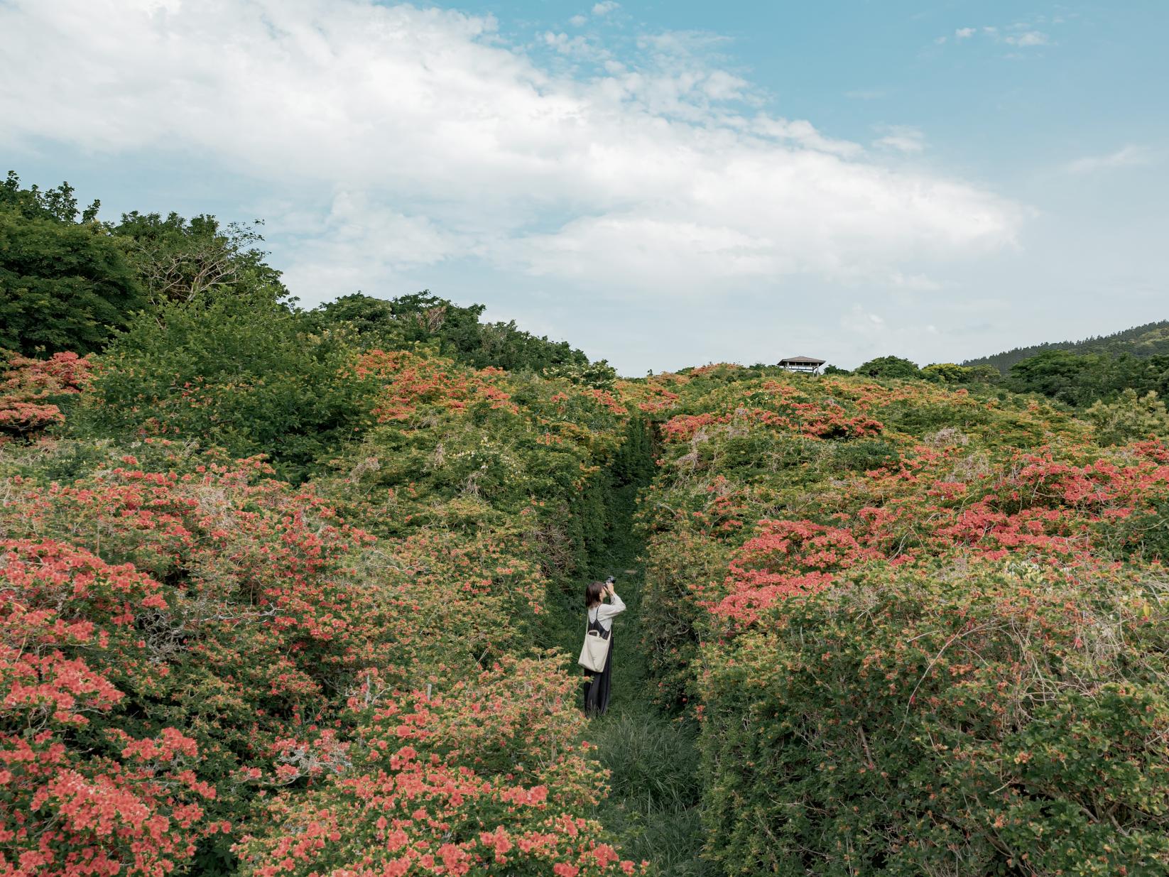 緑の山に映える！ヤマツツジと絶景を楽しむ【隠居岳公園】-0