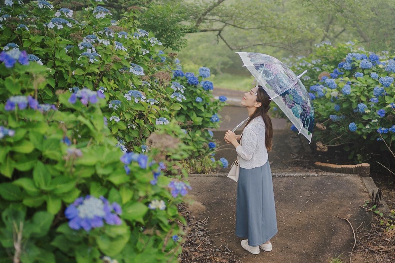 一面に咲き誇る、約4,500本のアジサイが見どころ！-0