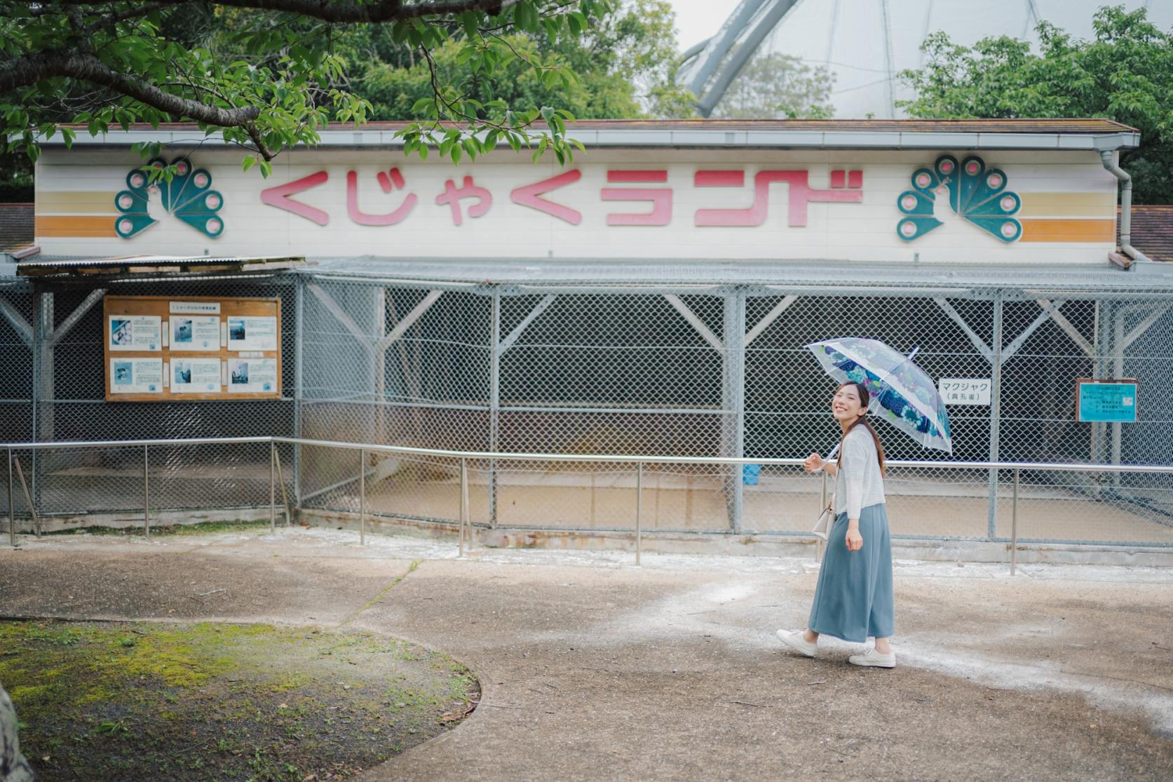 飼育数日本一！クジャクの世界を体感-0