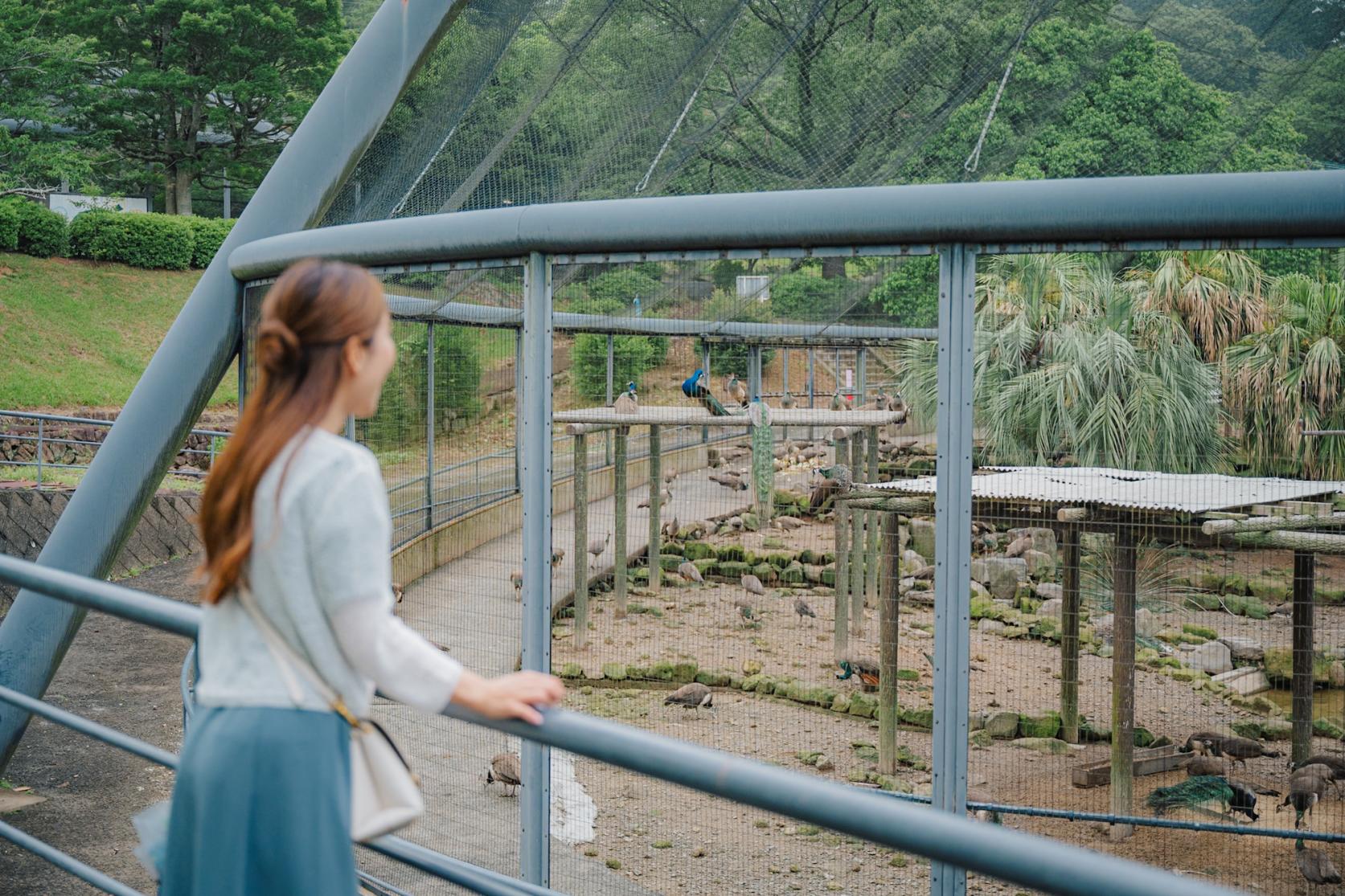 飼育数日本一！クジャクの世界を体感-1