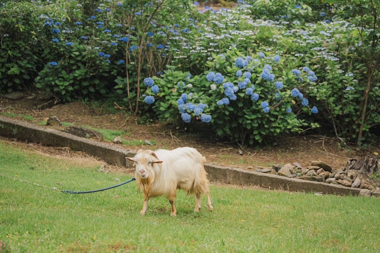 実は見どころたっぷり！動物＆ゴーカートも要チェック-0