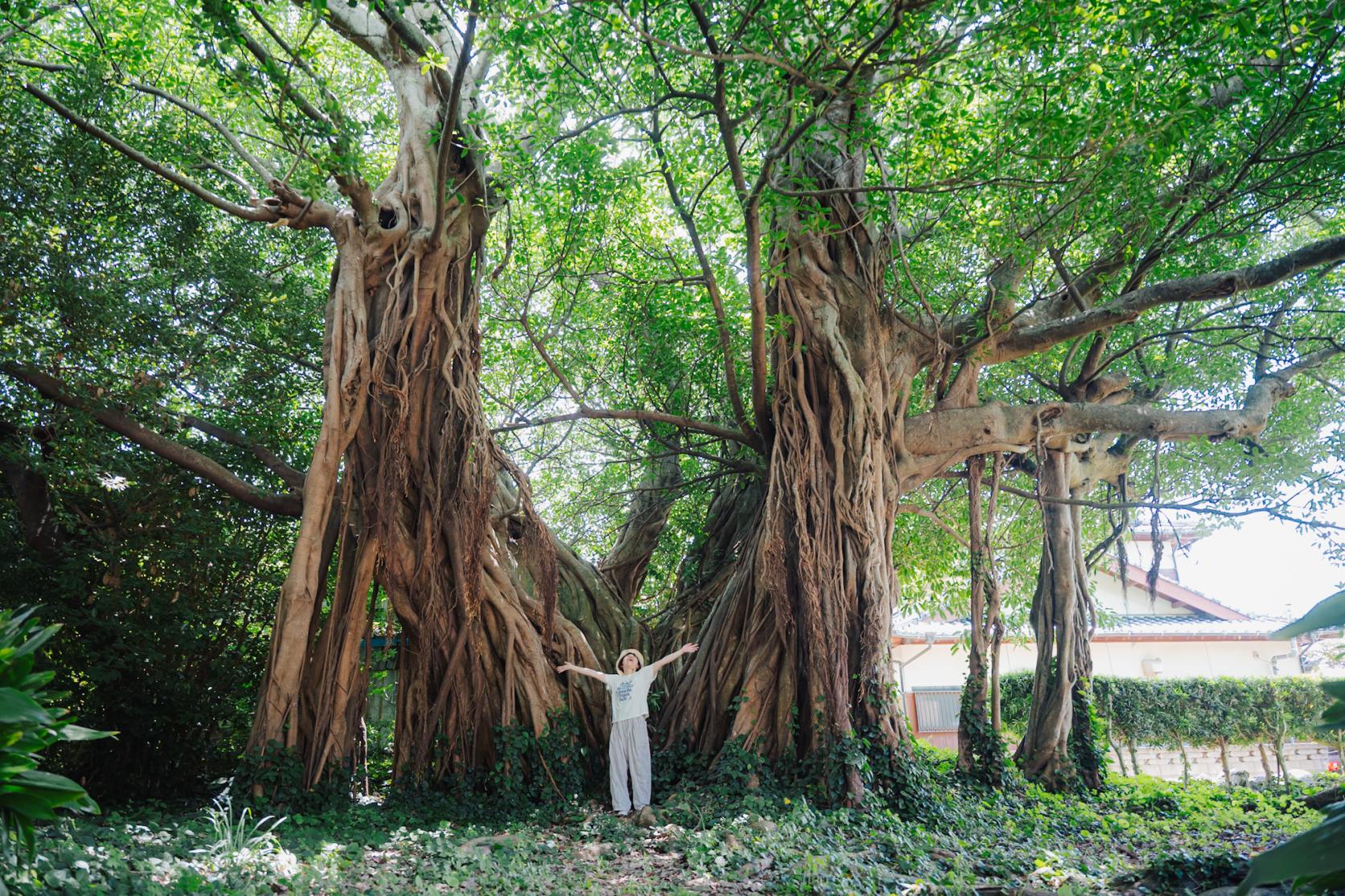 宿から徒歩5分！長崎県下第1位の巨木・アコウの樹-0