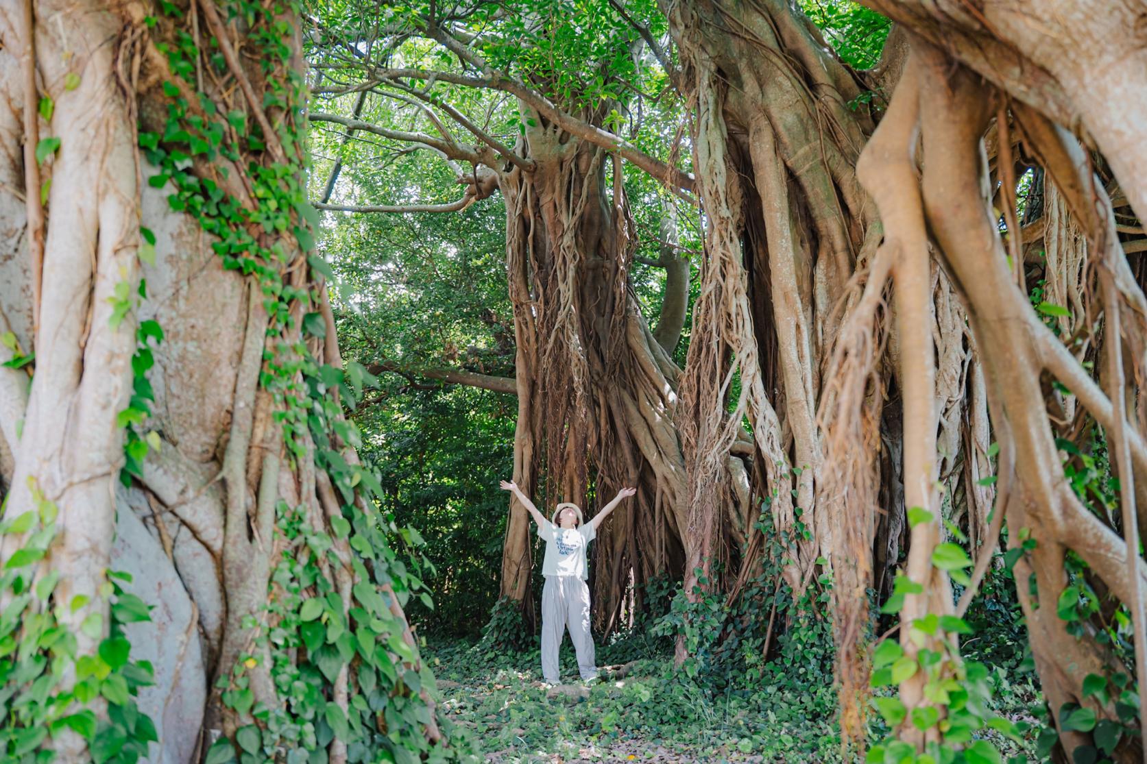 宿から徒歩5分！長崎県下第1位の巨木・アコウの樹-1