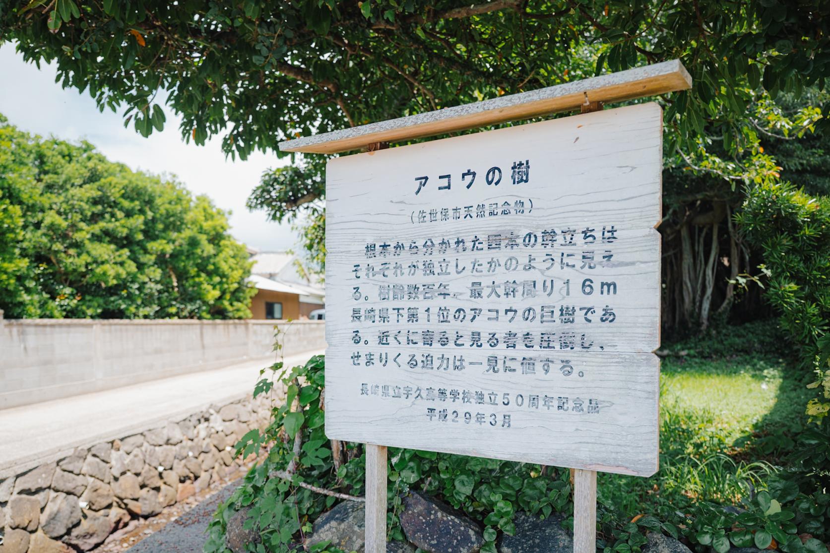 宿から徒歩5分！長崎県下第1位の巨木・アコウの樹-2