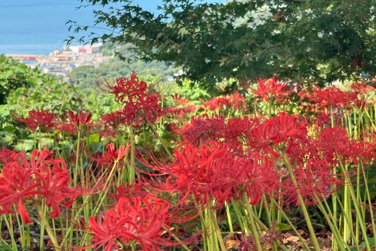 地元の有志で整備した絶景スポット　【長尾城跡展望所】-4