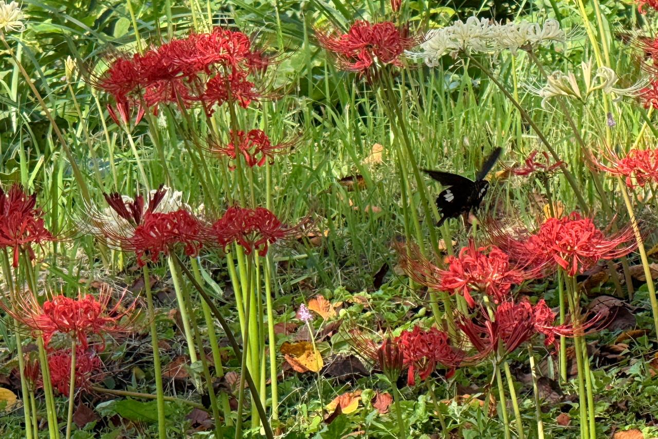蝶の楽園のような光景に、しばしウットリ-1