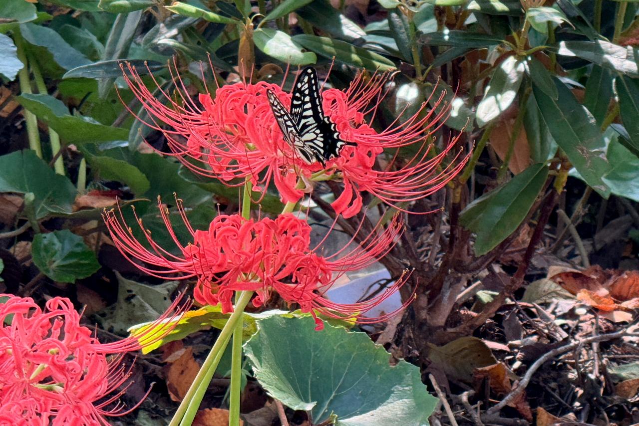 蝶の楽園のような光景に、しばしウットリ-0