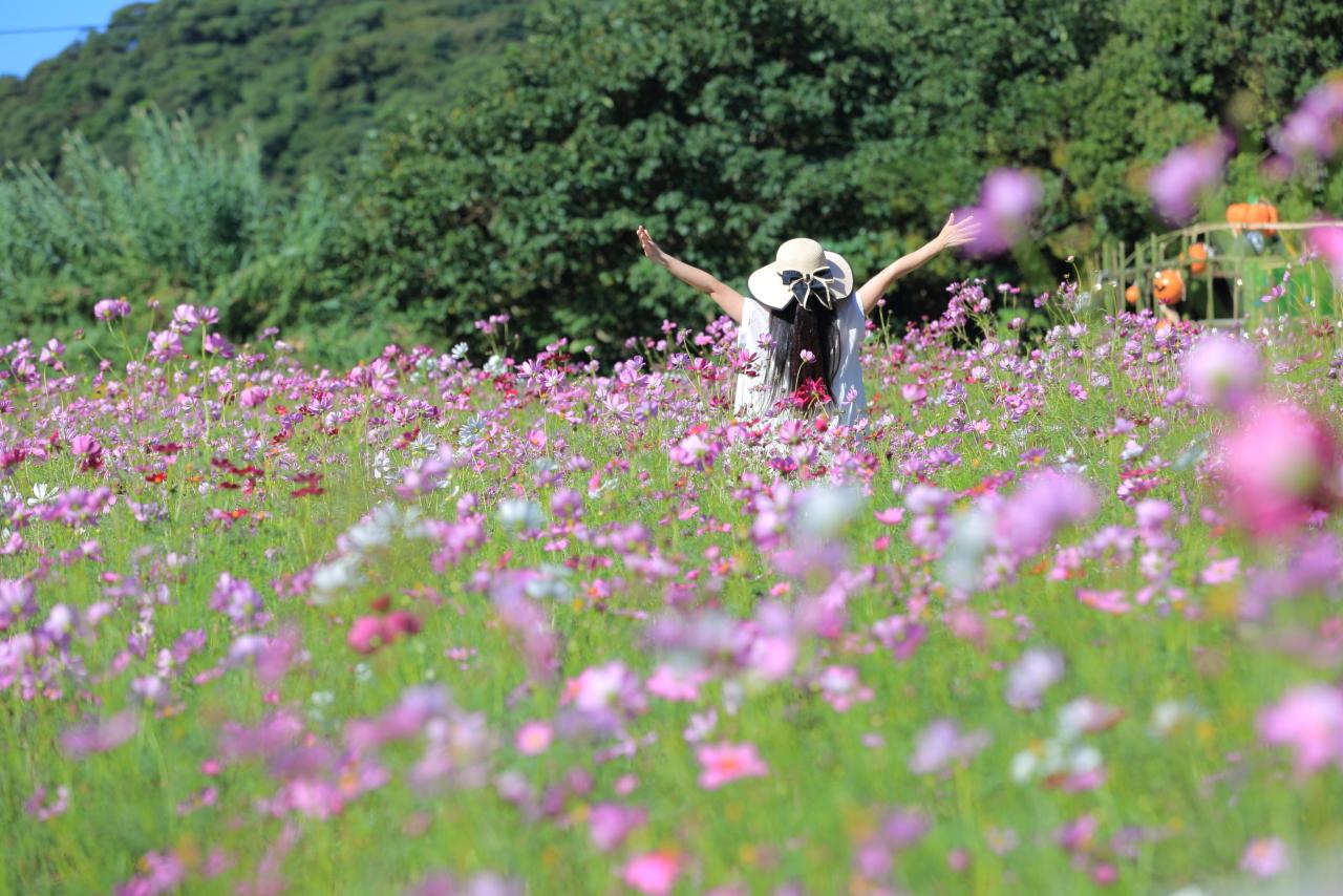 里山に咲くコスモスの花畑にウットリ-0