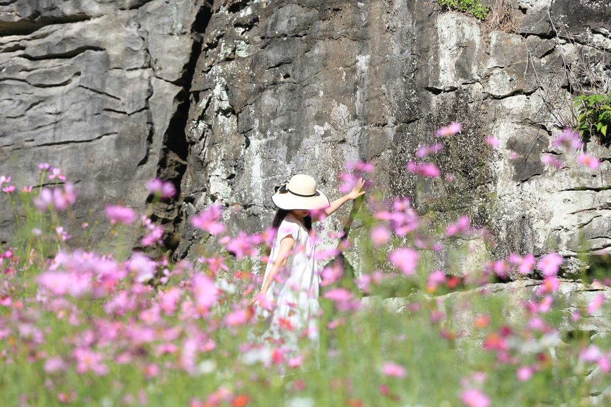 里山に咲くコスモスの花畑にウットリ-2