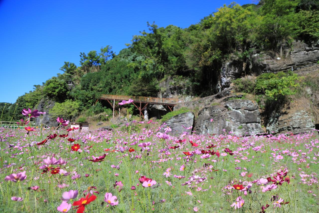 里山に咲くコスモスの花畑にウットリ-1