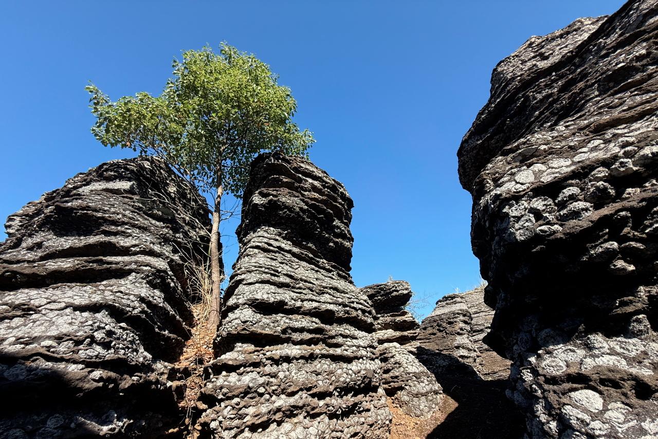 ついに到着！想像以上の異世界感　「化石の森」-2