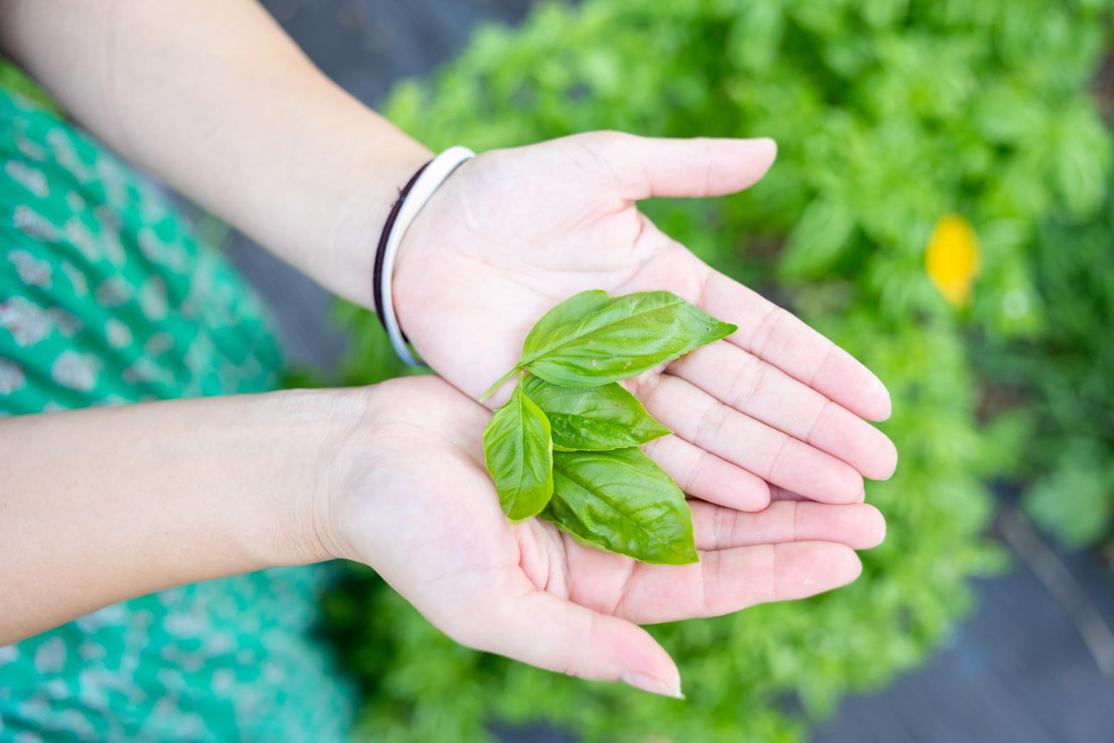 ミニ農園でバジルを収穫！-0
