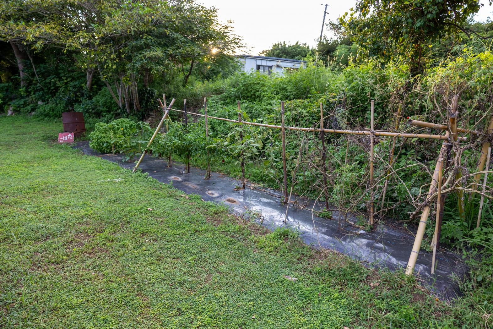 ミニ農園でバジルを収穫！-2