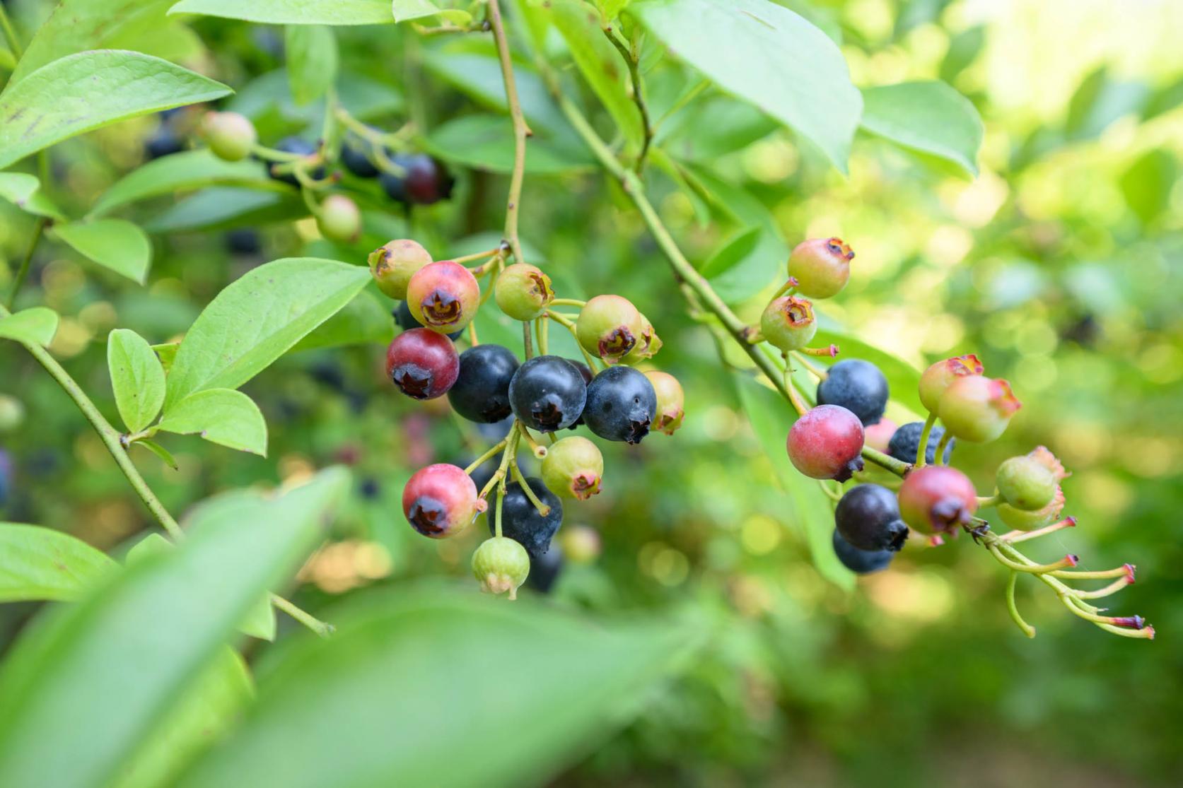 「のんびり山」ってどんなところ？-2