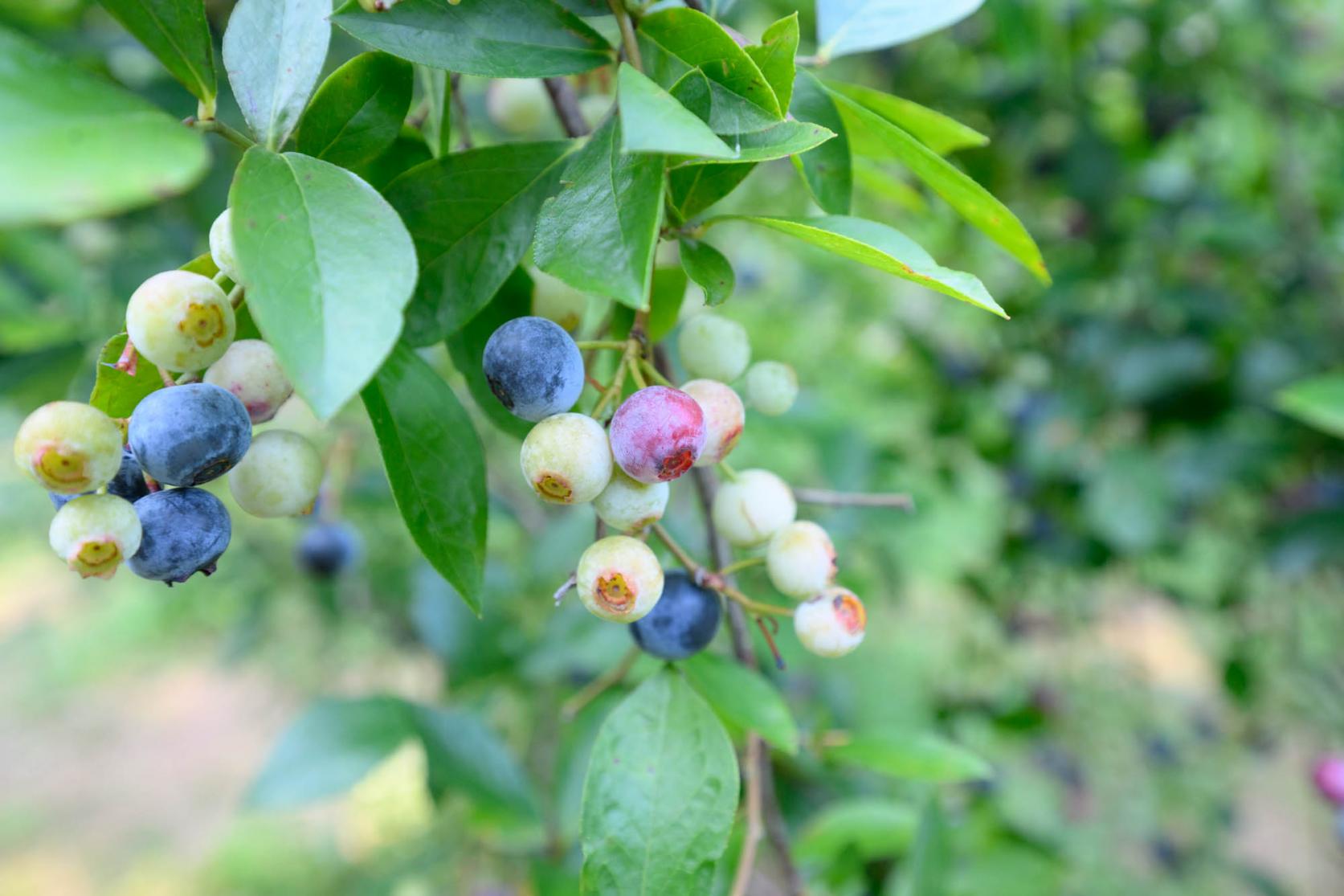 いざ、ブルーベリー狩り体験！-1