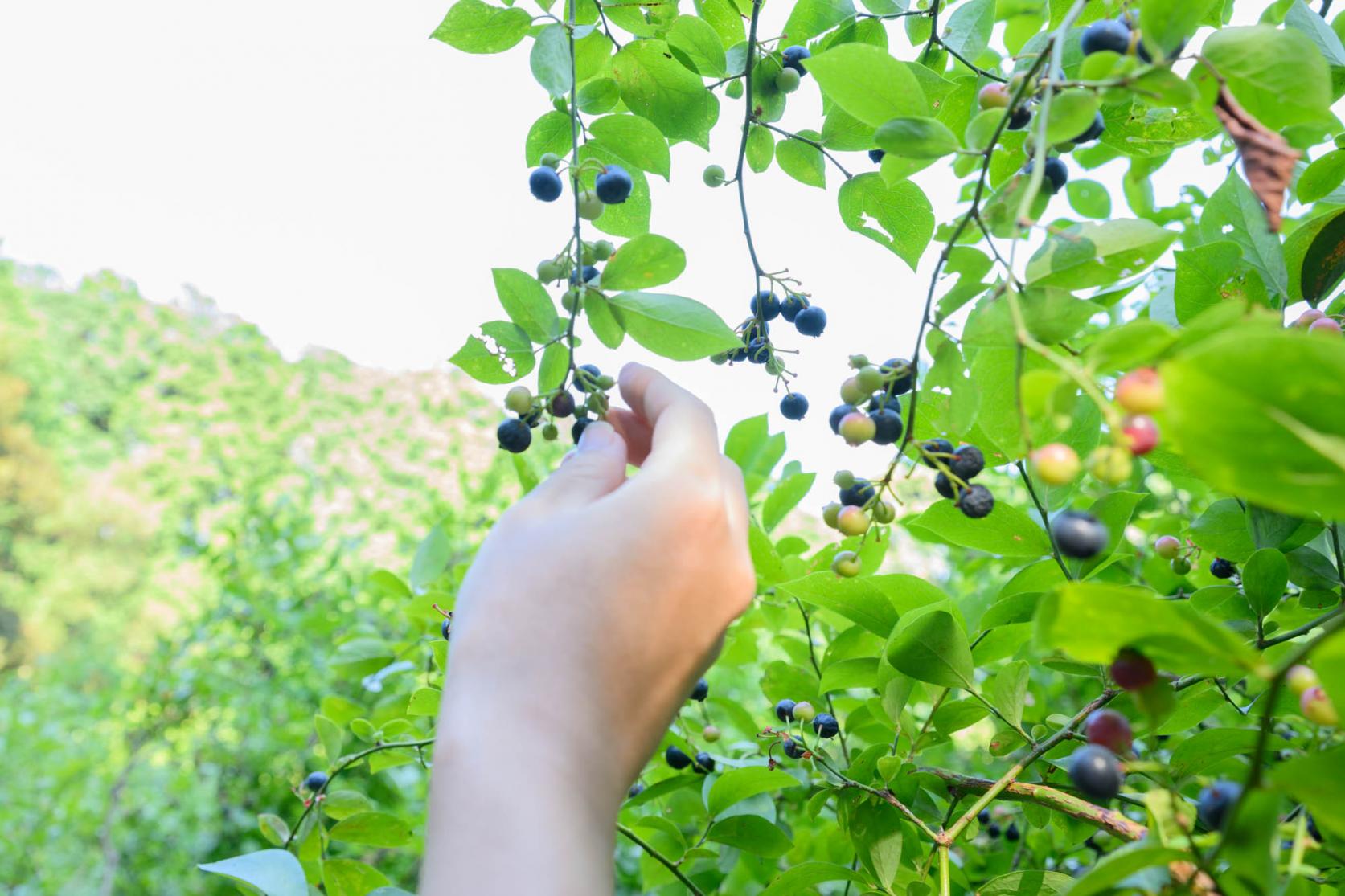 品種ごとに味が違う！これが意外な発見でした-2