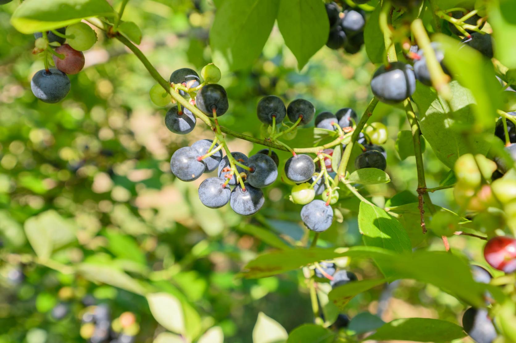 品種ごとに味が違う！これが意外な発見でした-0