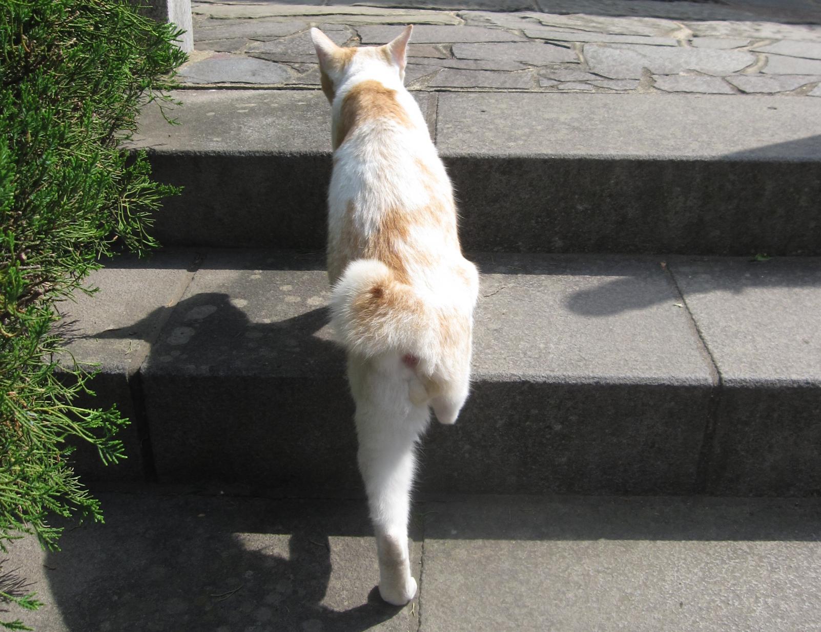 尾曲がり猫って？-0