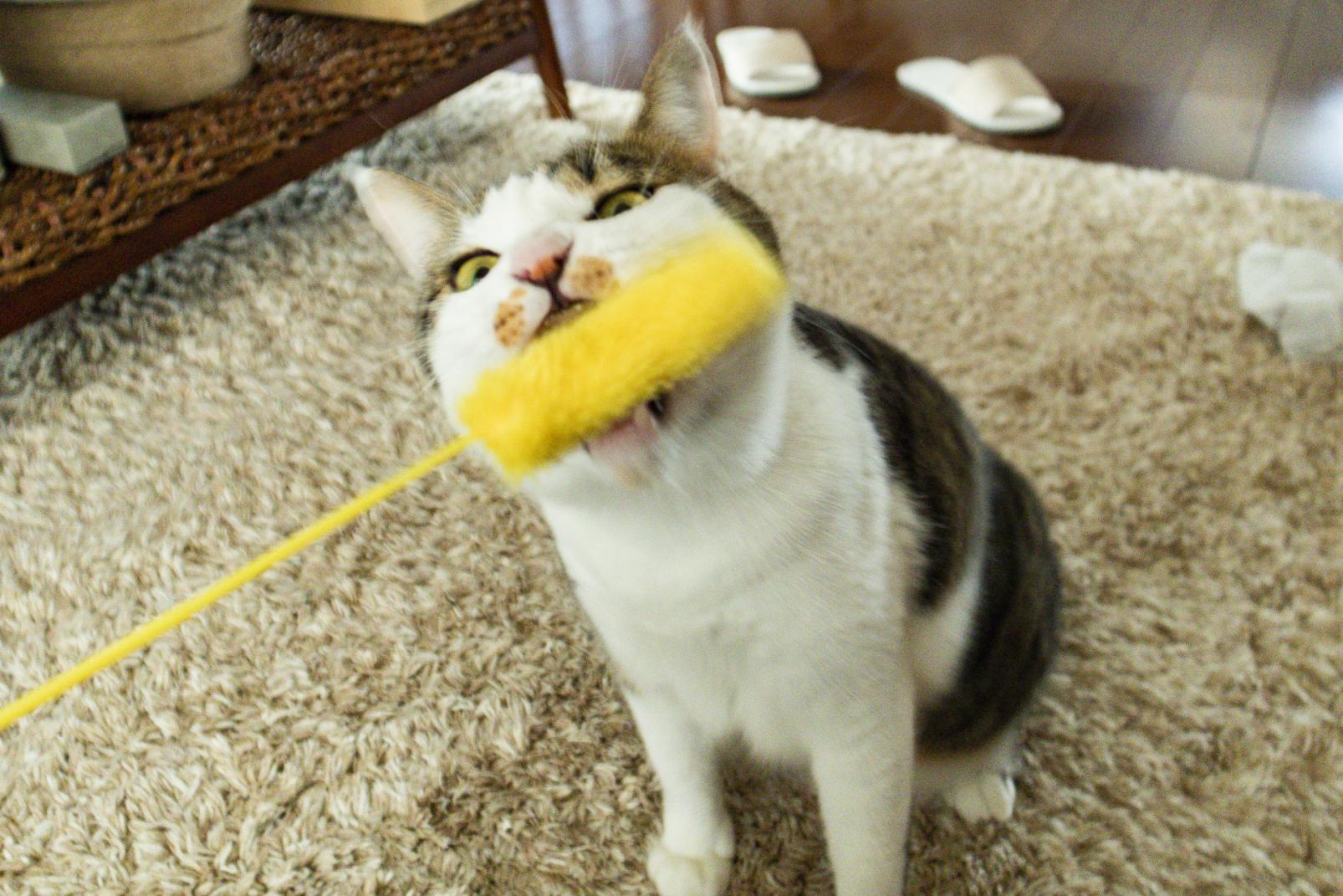 尾曲がり猫神社で猫神様にお参り！？猫の町・長崎らしさ全開の猫好き