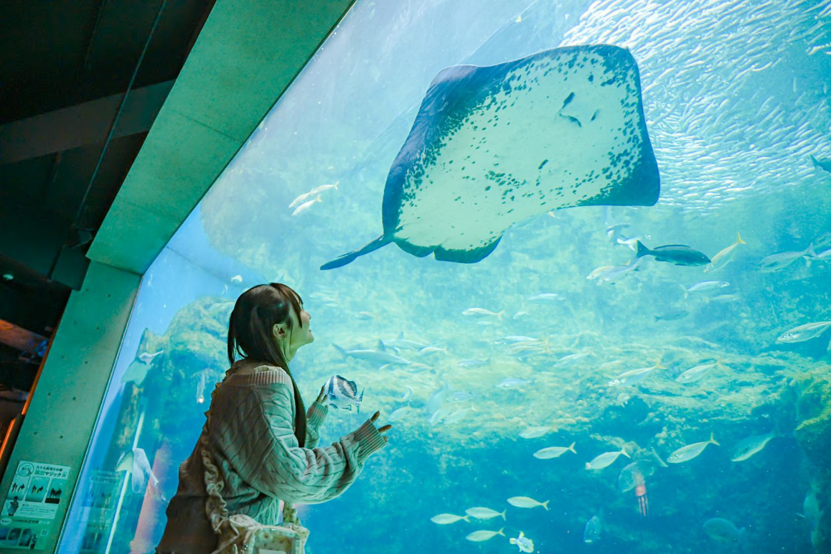 14:00 ｜ 九十九島水族館海きらら-1