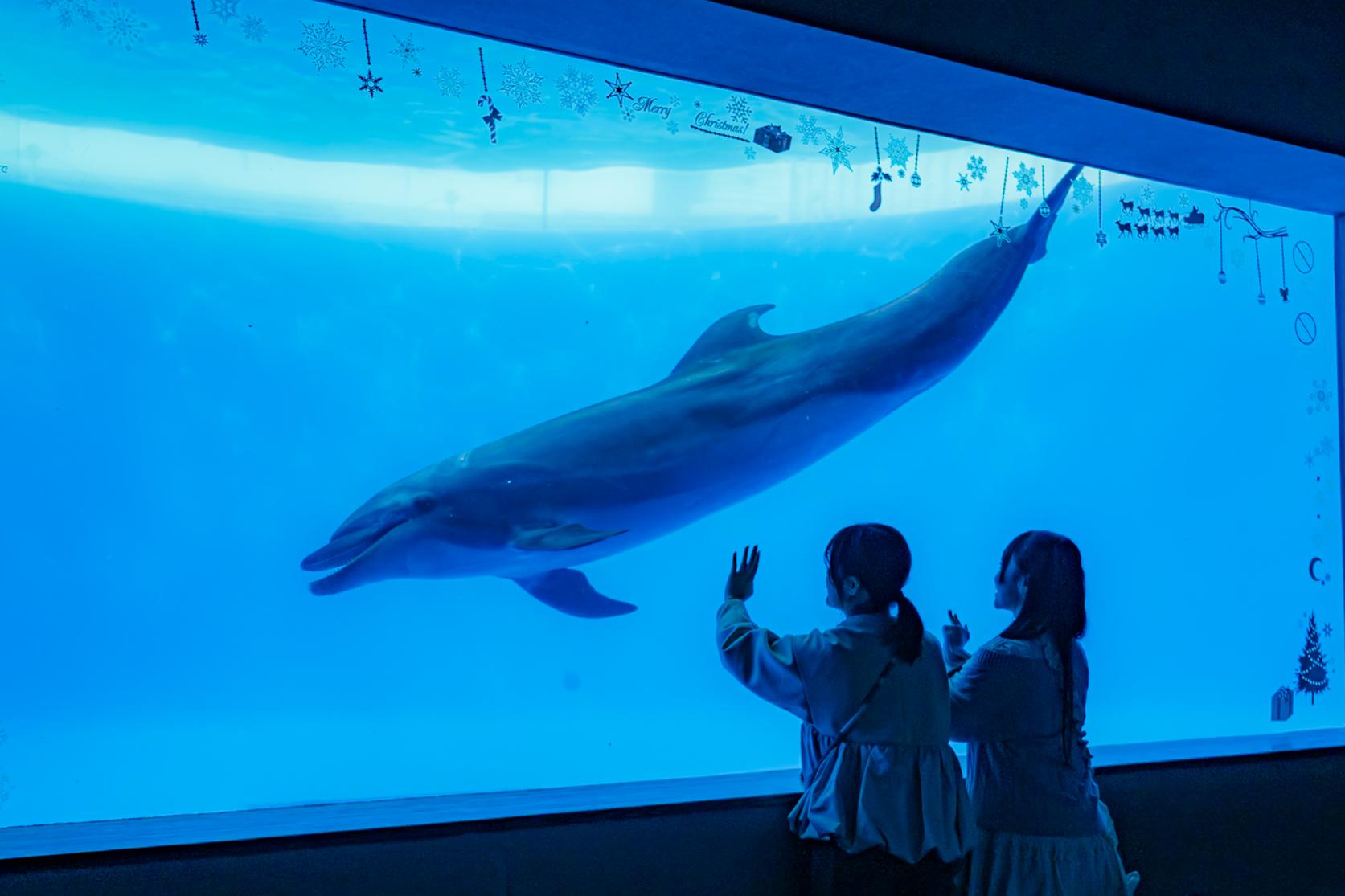 14:00 ｜ 九十九島水族館海きらら-3